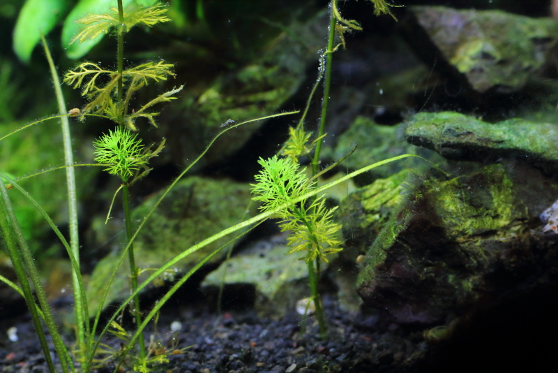 植栽から16日目　ドワーフアンブリア